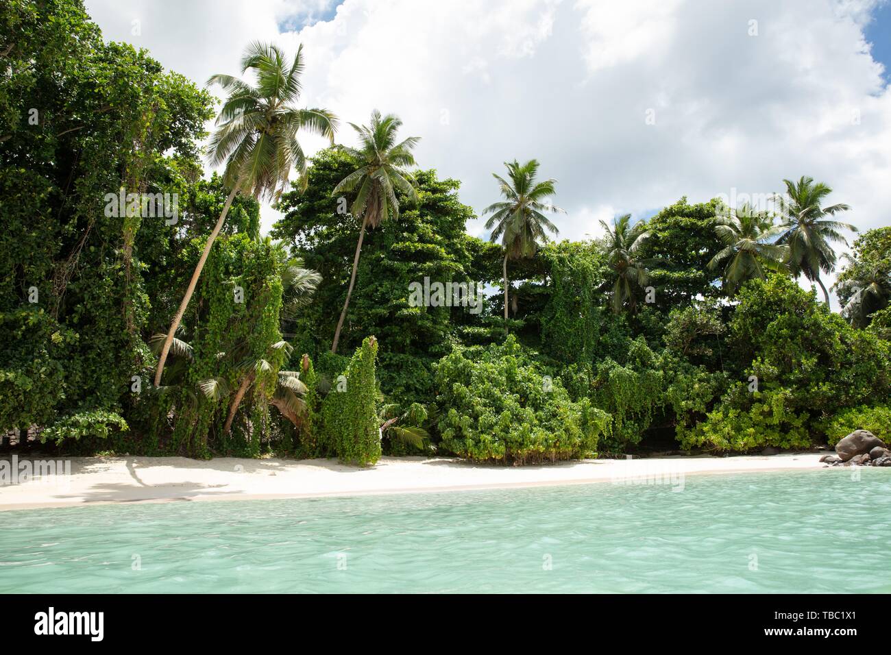 Palmiers à Anse Royale, l'île de Mahé, Seychelles Banque D'Images