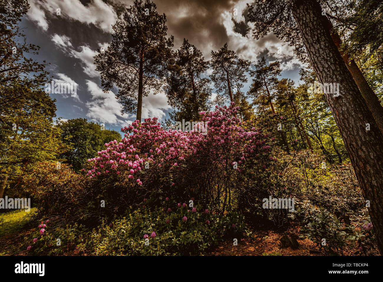 Saison de floraison dans le célèbre parc des rhododendrons dans kromlau, Allemagne Banque D'Images