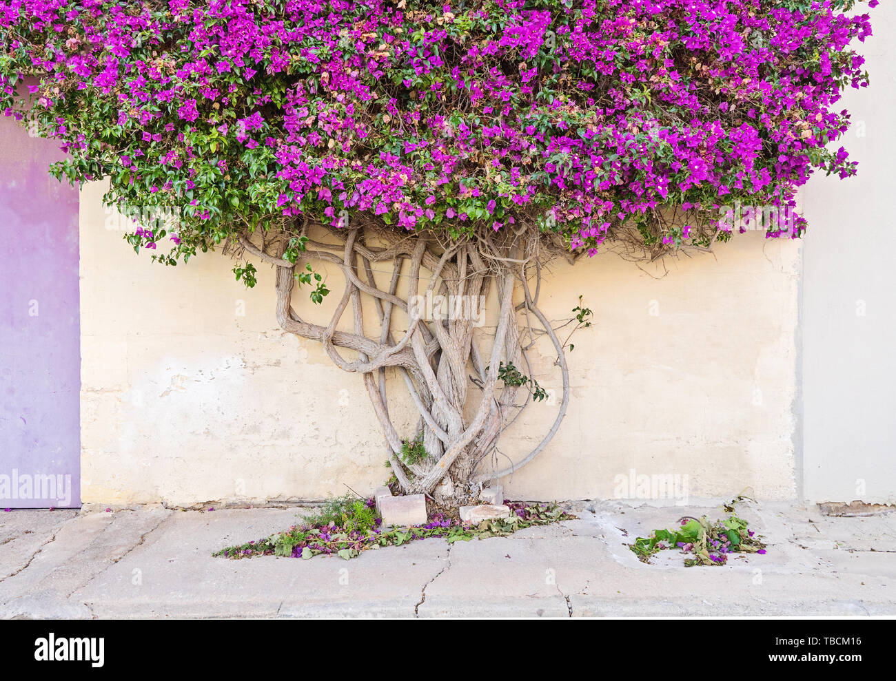 Gros plan sur un arbre branche Paperflower tronc, dont les branches couvrent le mur d'un bâtiment Banque D'Images