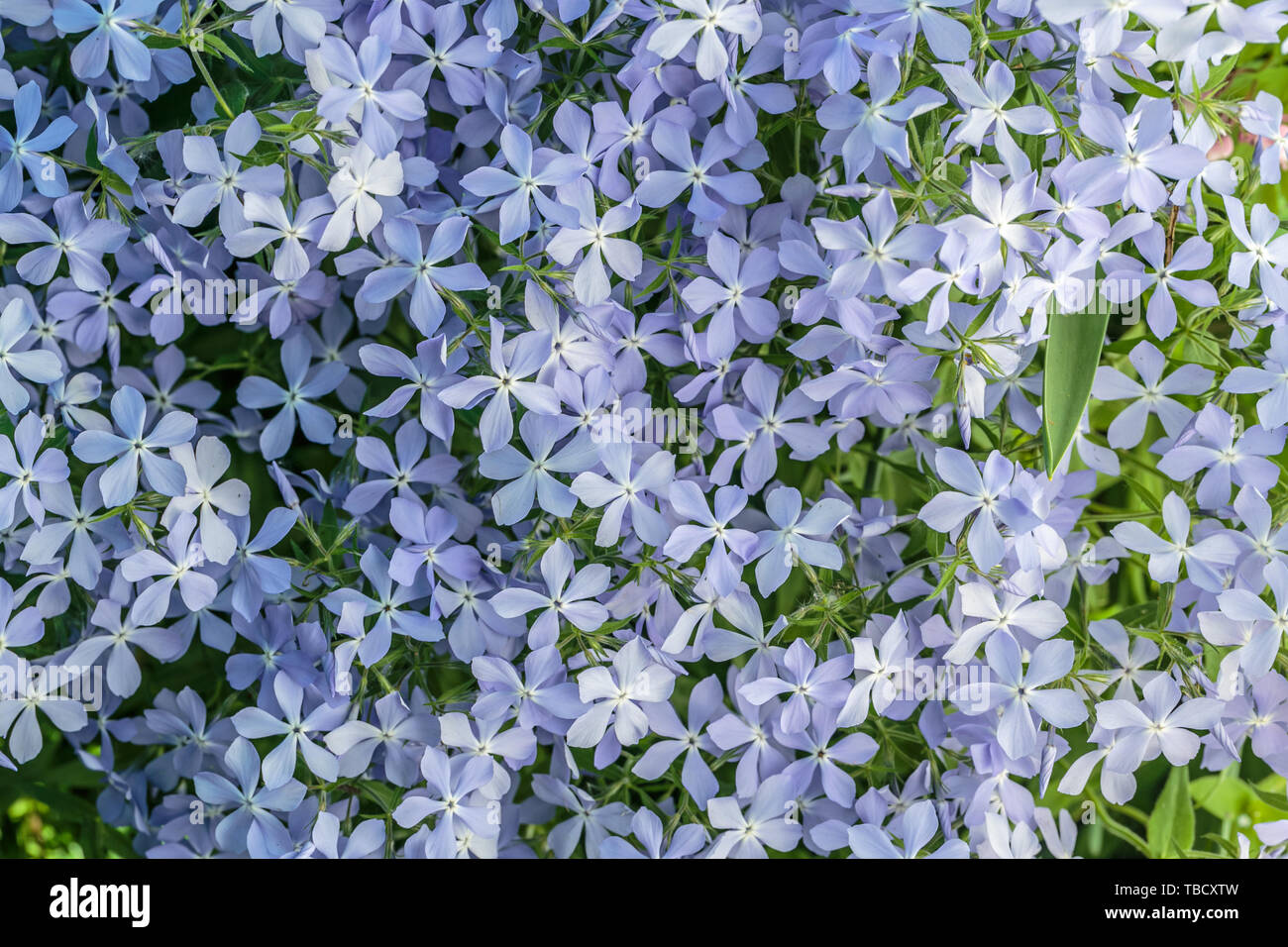 Phlox rose, floraison de fleurs de printemps. Creeping Phlox, Moss Phlox. Banque D'Images