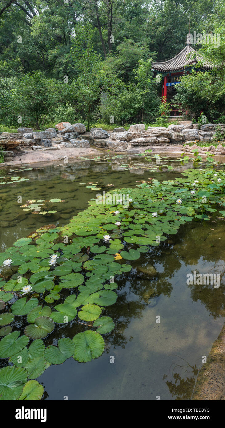 Étang de lotus Park woods rocaille ancien bâtiment Banque D'Images
