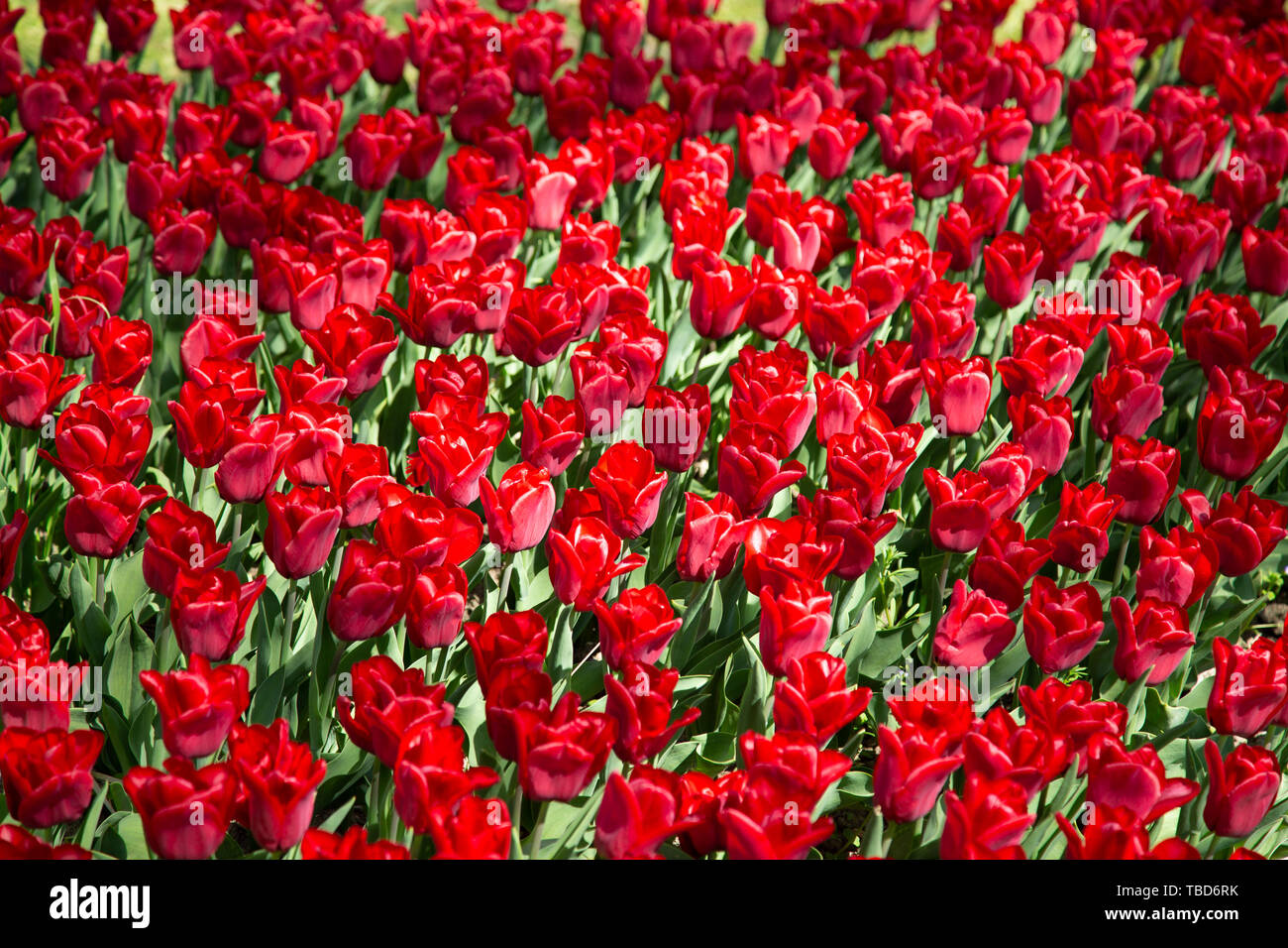 Image d'arrière-plan rouge printemps tulipe en garde Banque D'Images
