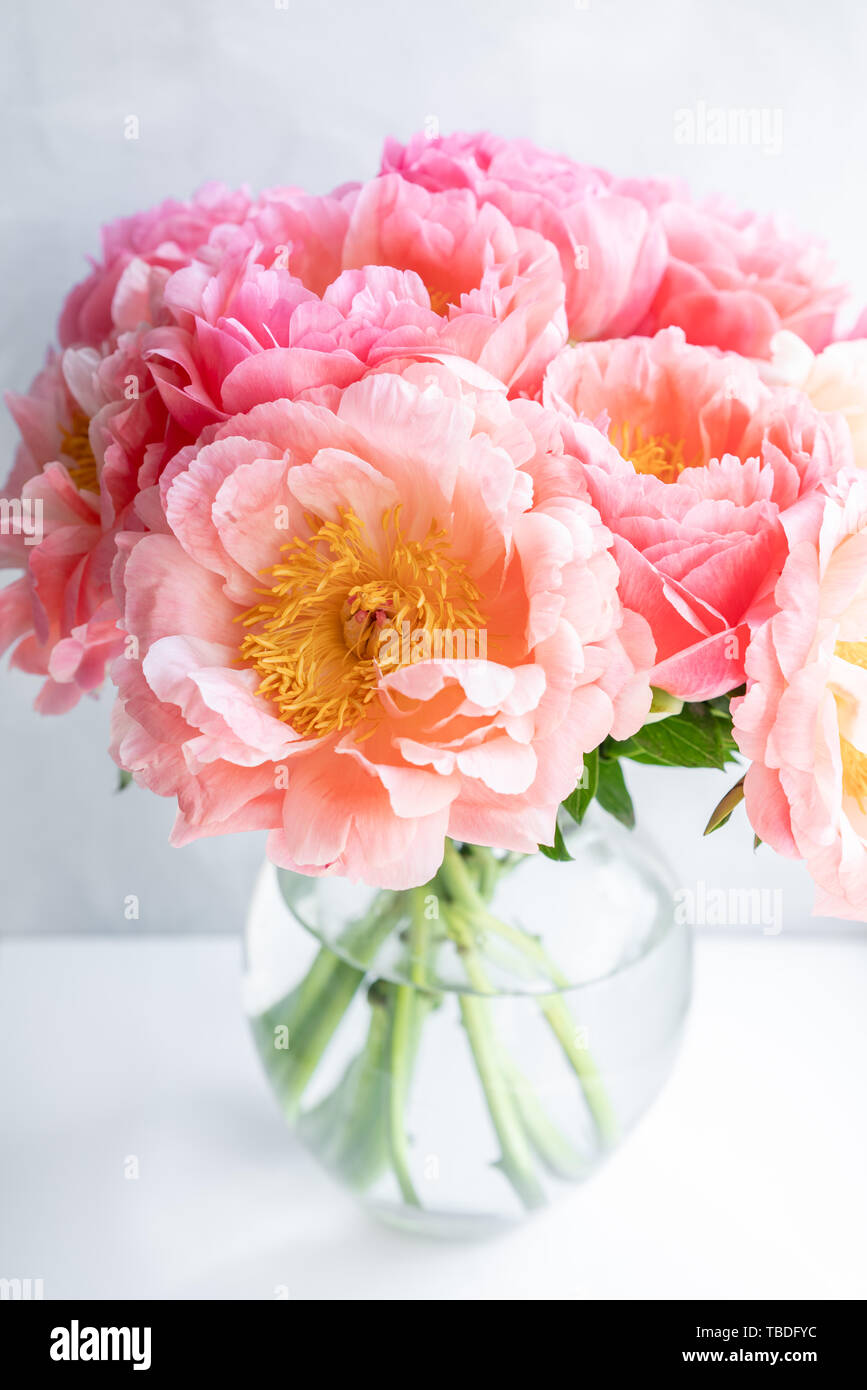 Les Pivoines. Fleurs dans un vase sur un livre blanc de la fenêtre. Lumière du matin dans la chambre. Belle fleur de pivoine pour catalogue ou boutique en ligne. Boutique de fleurs et Banque D'Images