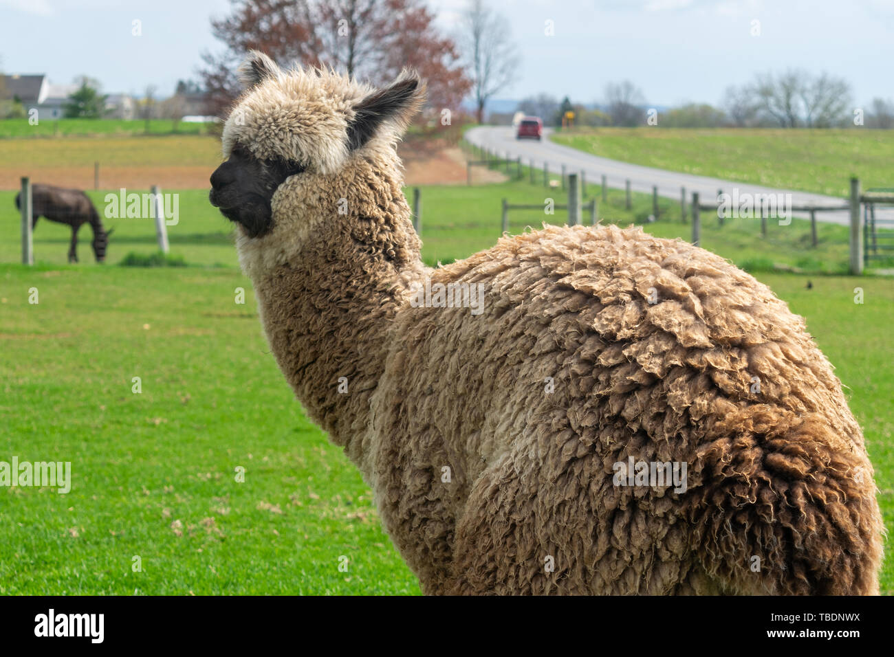 Un Alpaga marron laineux effectue pour l'appareil photo Banque D'Images