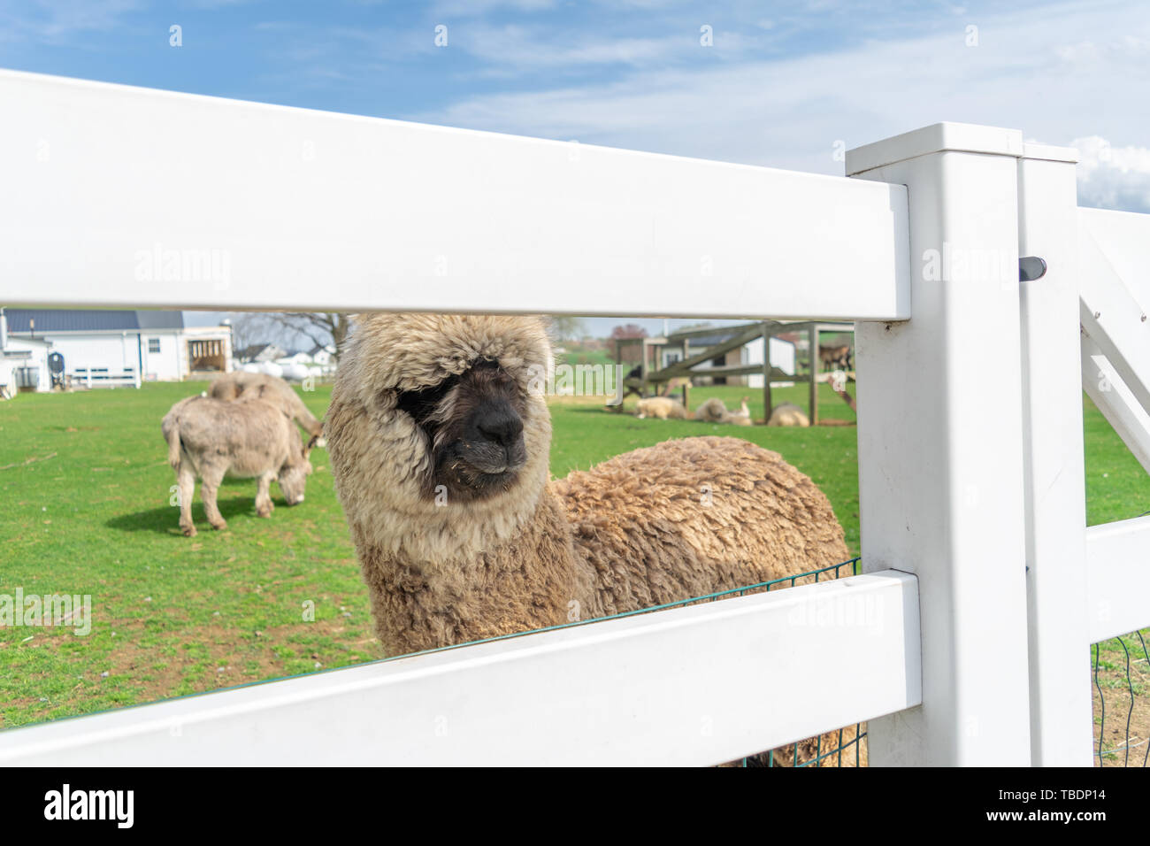 Un Alpaga marron laineux peeking through une clôture blanche sur un Amish farm dans le comté de Lancaster, PA, USA Banque D'Images