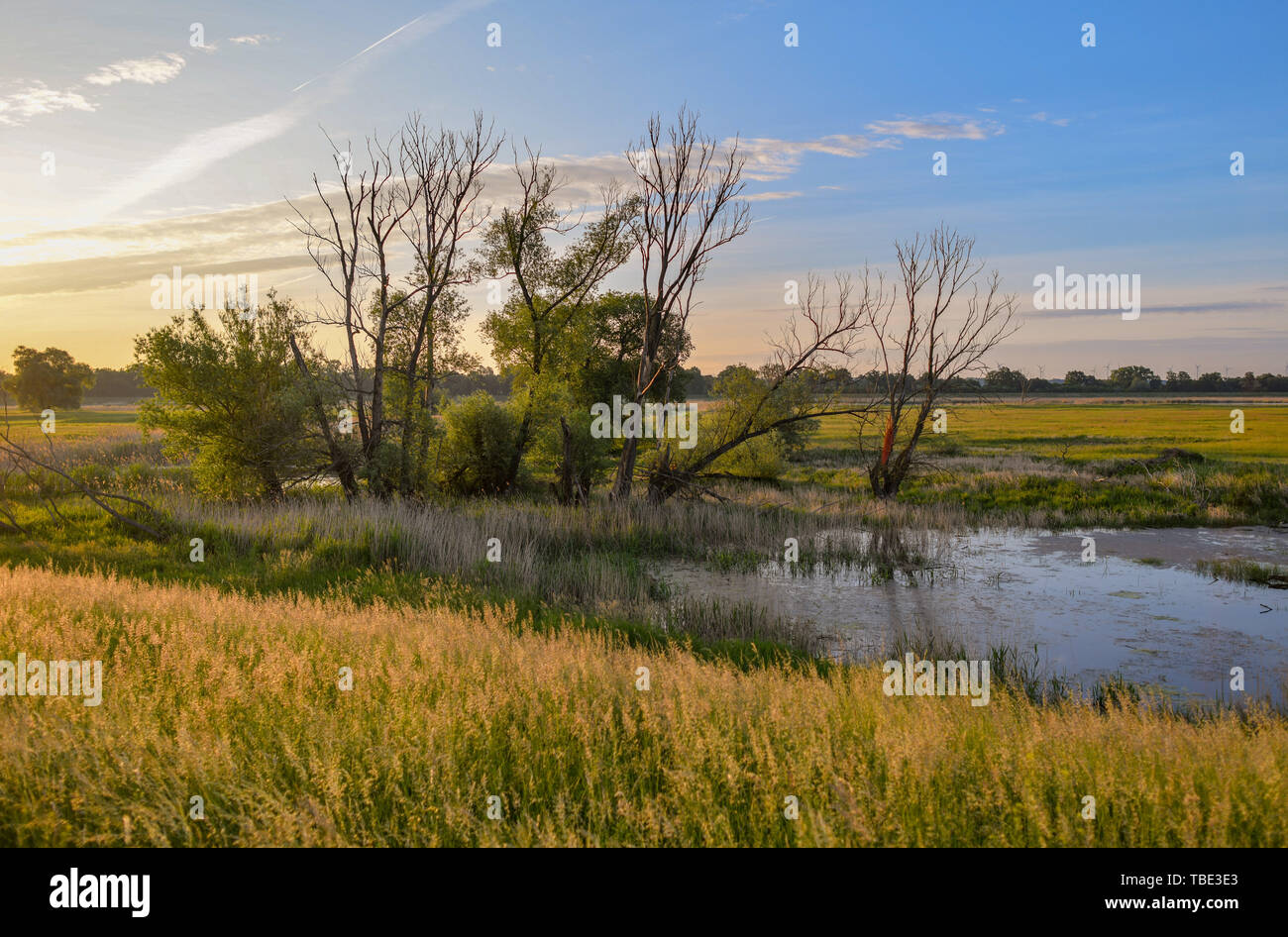 Reitwein, Allemagne. 31 mai, 2019. Chaude lumière brille peu après le lever du soleil sur le paysage à la frontière germano-polonaise Oder. Crédit : Patrick Pleul/dpa-Zentralbild/ZB/dpa/Alamy Live News Banque D'Images