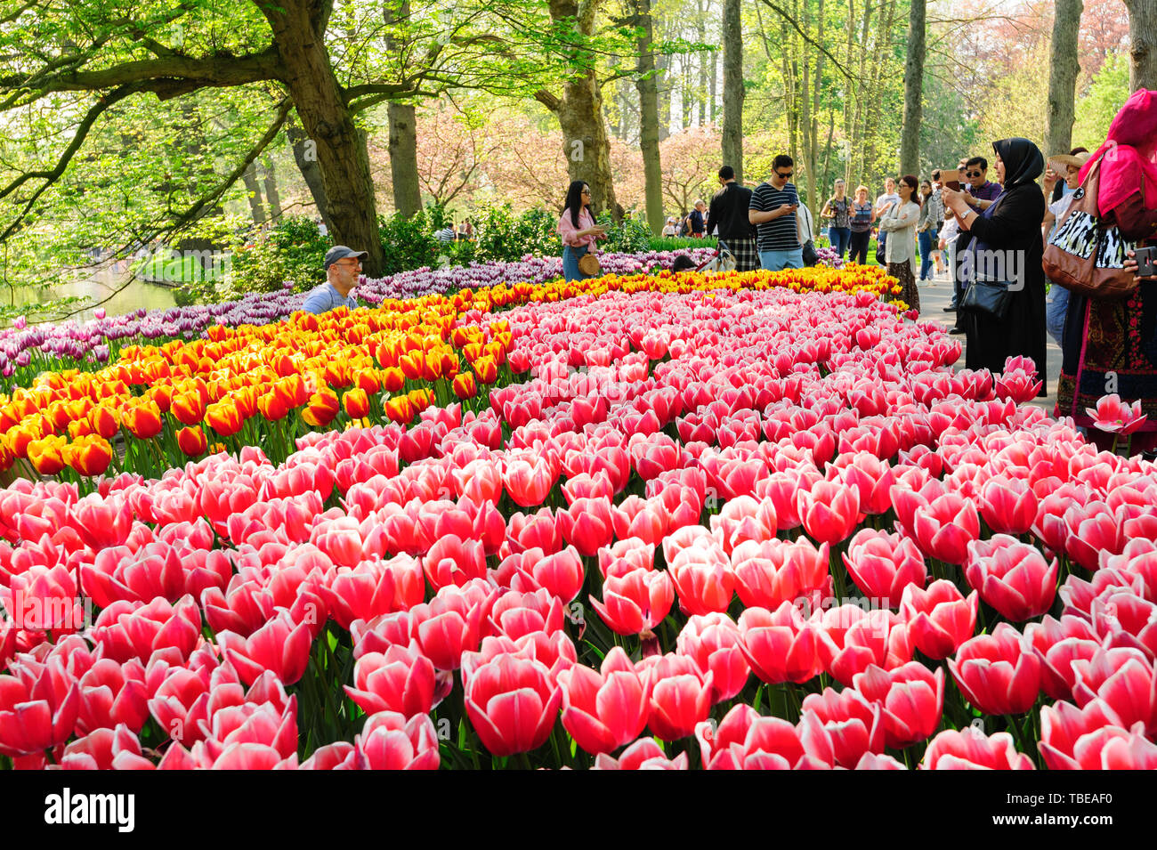 Fleurs de jardins de Keukenhof à Lisse, Pays Bas Banque D'Images