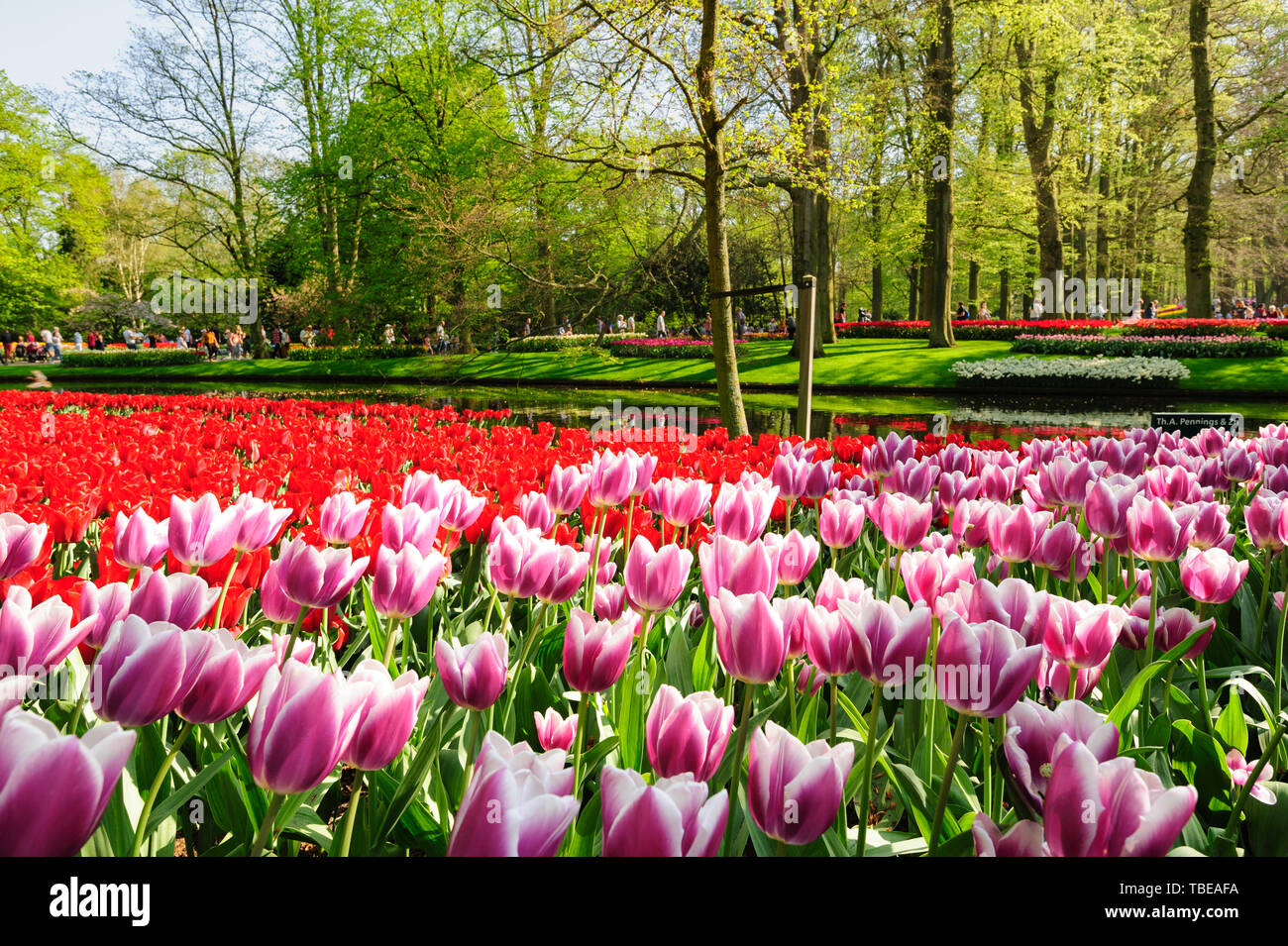 Fleurs de jardins de Keukenhof à Lisse, Pays Bas Banque D'Images