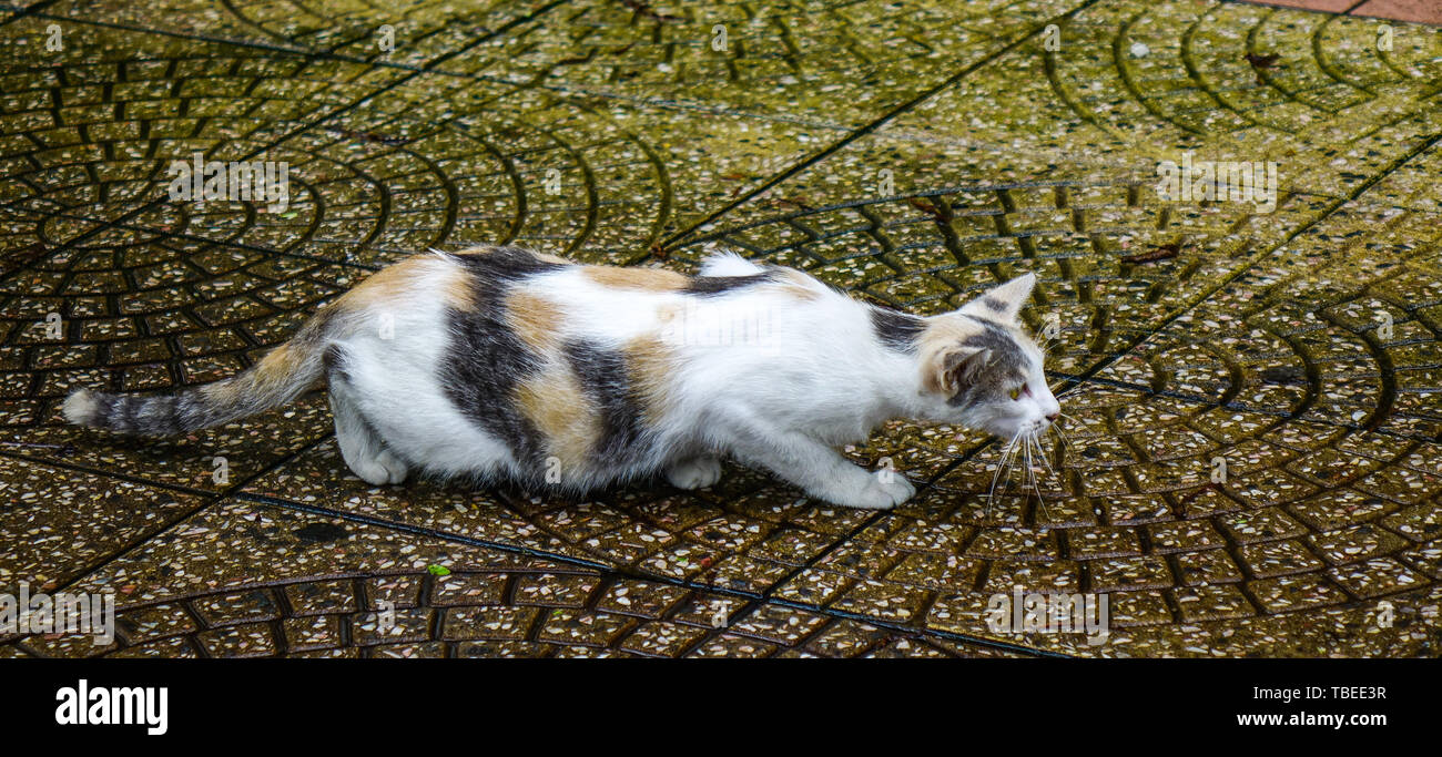 Le Wild cat street dans le centre-ville de Kuala Lumpur, Malaisie. Banque D'Images