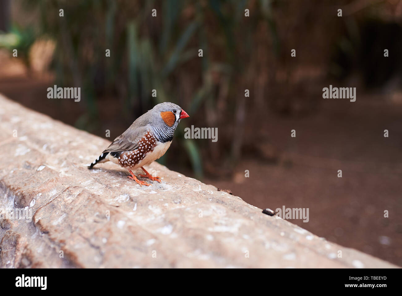 Petit oiseau (Zebra finch) de son côté droit sur un environnement naturel Banque D'Images