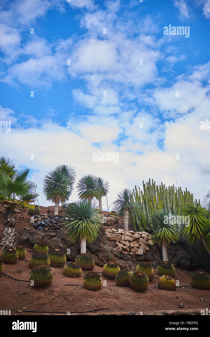 Paysage désertique avec palmiers et cactus Banque D'Images