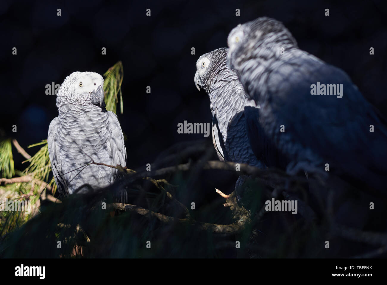 Trois perroquets gris à la lumière directe du soleil Banque D'Images