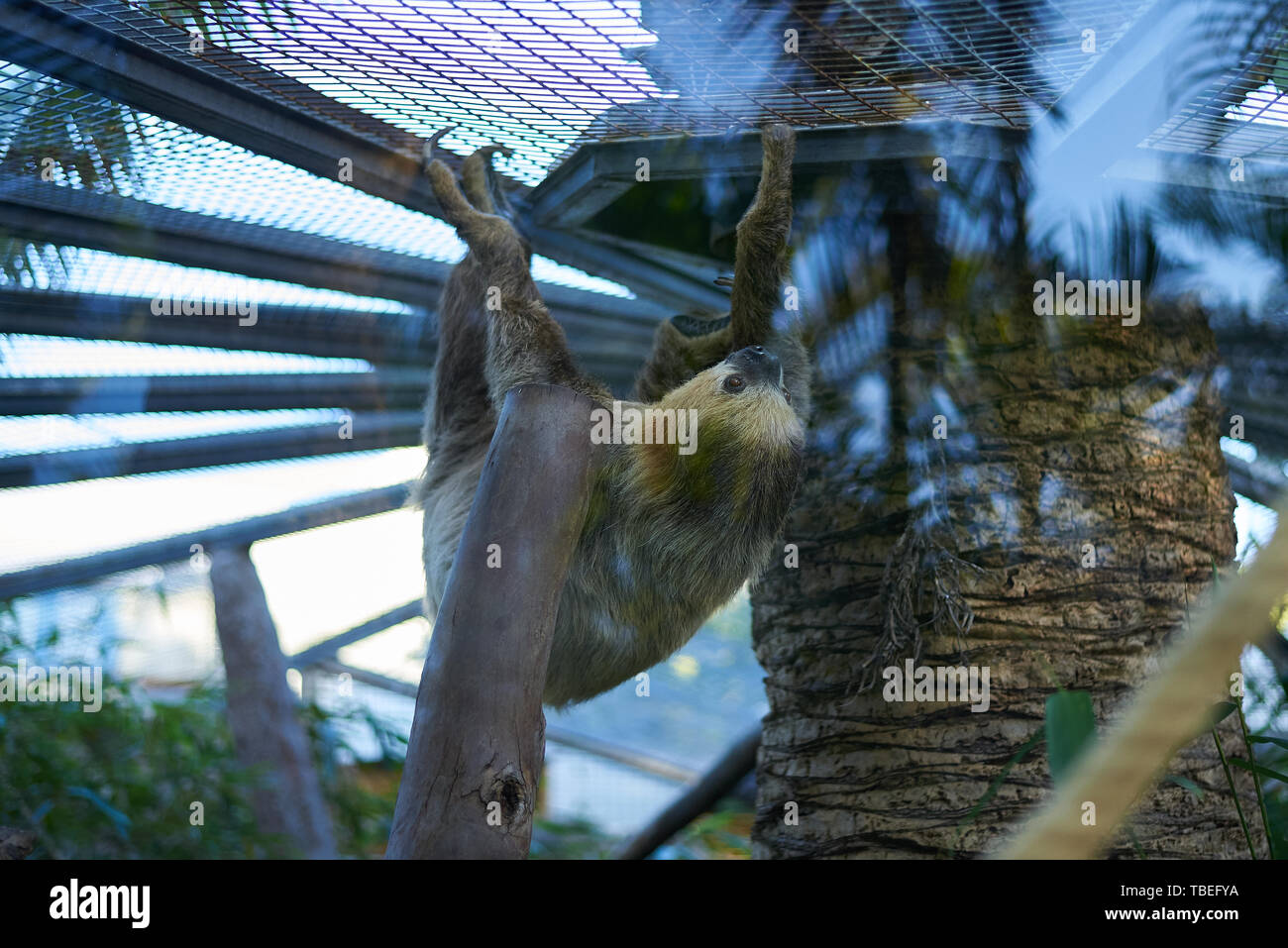 Sloth marche sur le plafond (Choloepus hoffmanni) Banque D'Images