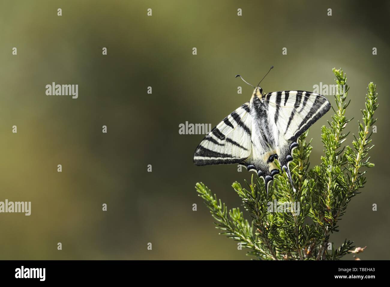 Rare, Iphiclides podalirius Banque D'Images