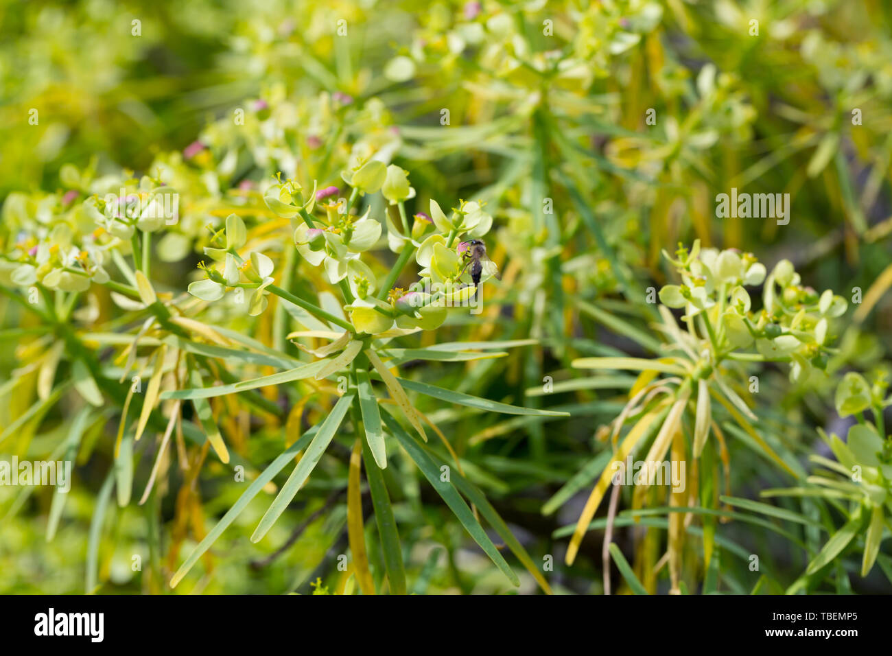 Tabaiba salvaje (Euphorbia regis-jubae) est un arbuste endémique des îles Canaries Banque D'Images