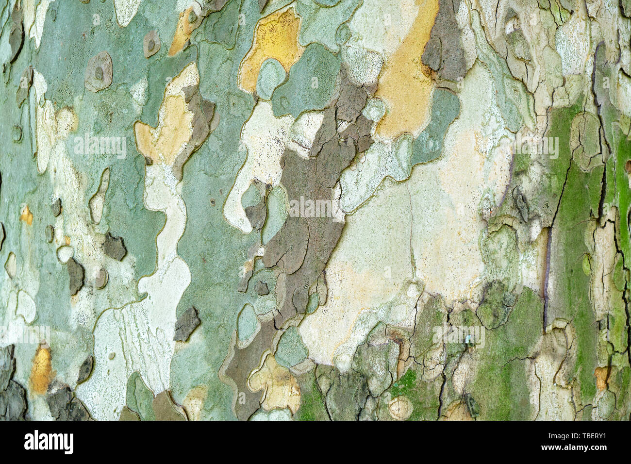 Vieux sycomore (Platanus orientalis) écorce/texture couche externe - horizontale, Close up avec lumière naturelle. Banque D'Images