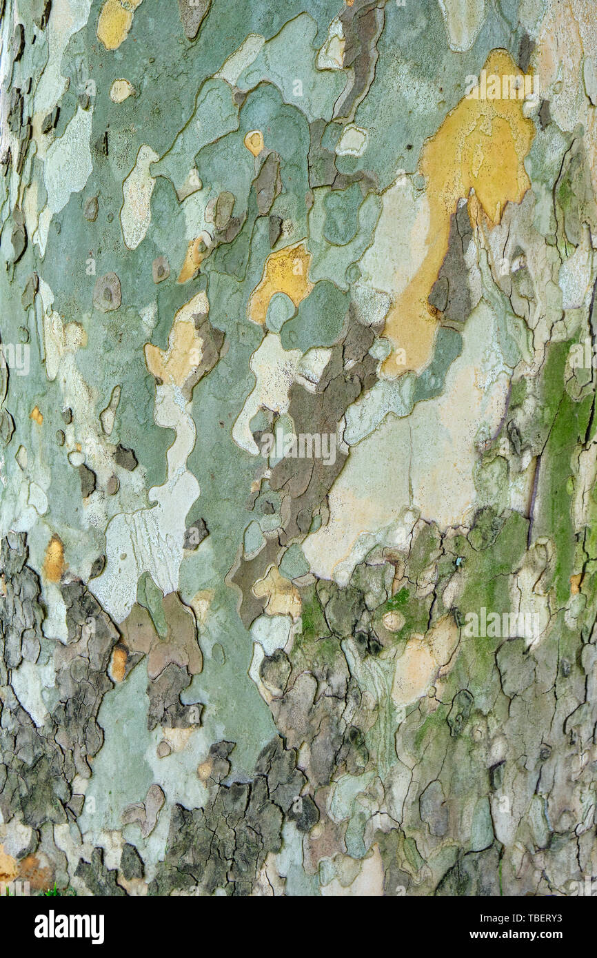 Vieux sycomore (Platanus orientalis) écorce/couche extérieure texture - vertical, Close up avec lumière naturelle. Banque D'Images