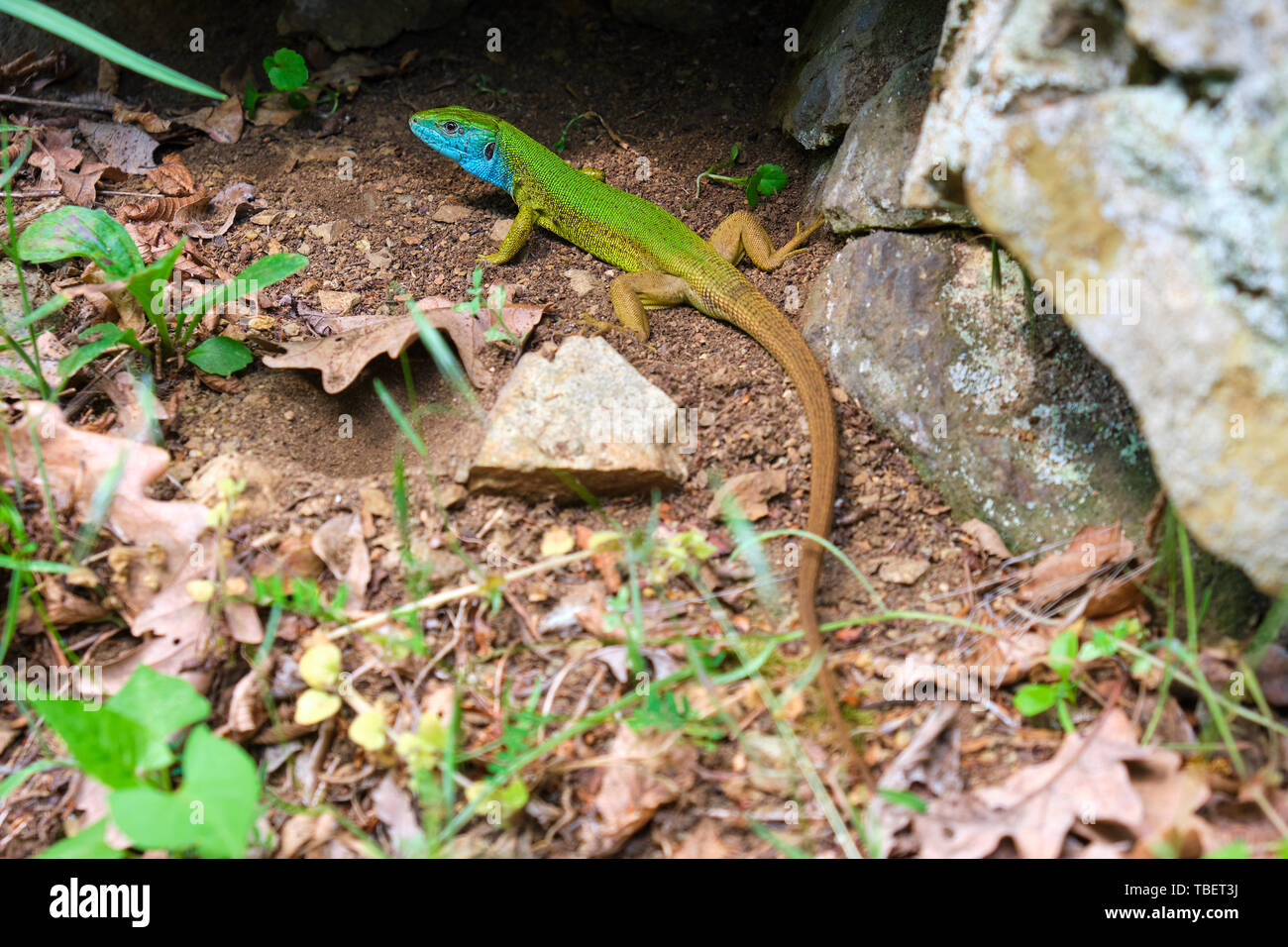 L'homme lézard vert (Lacerta viridis) dans la nature, sur le sol près d'un rocher - full length close up montrant une queue brun, vert et bleu, il Banque D'Images