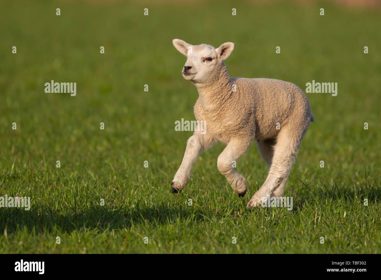 Branche de l'agneau (Ovis aries) à travers un champ d'herbe, Suffolk, Angleterre, Royaume-Uni Banque D'Images