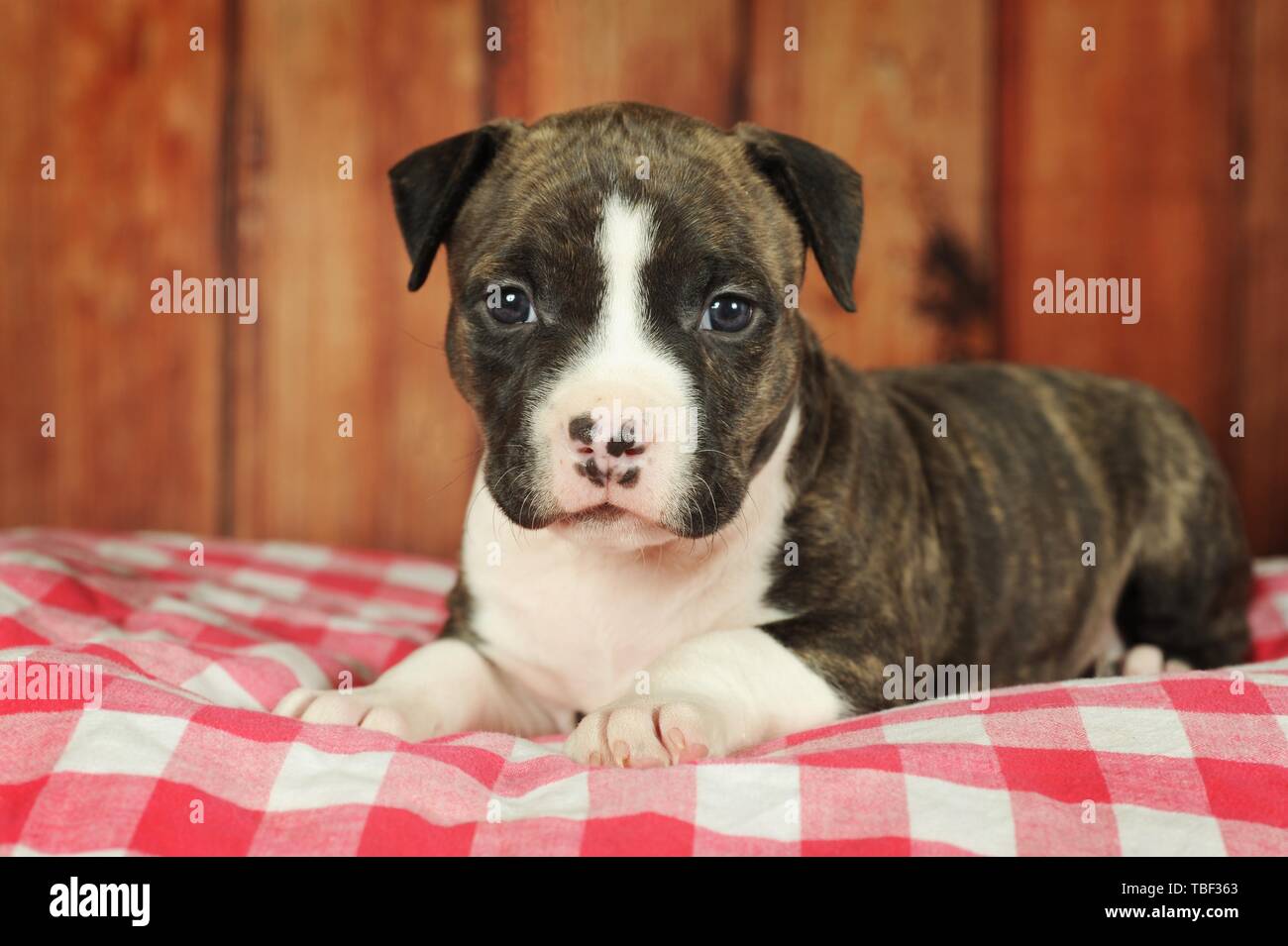 American Staffordshire Terrier, chiot 5 semaines, bringé avec blanc, allongé sur une couverture à carreaux, Autriche Banque D'Images
