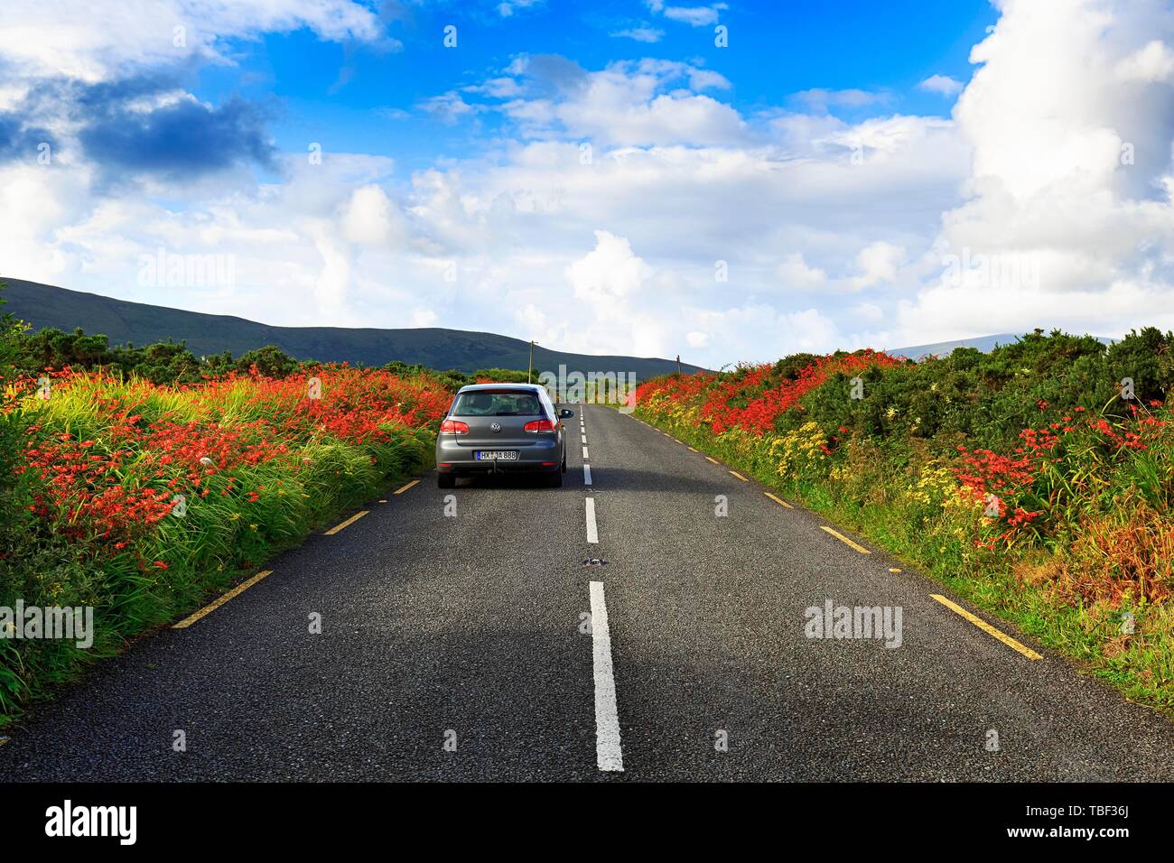 Les lecteurs de voiture sur route de campagne par campagne irlandaise en fleurs, péninsule de Dingle, Kerry, Irlande Banque D'Images
