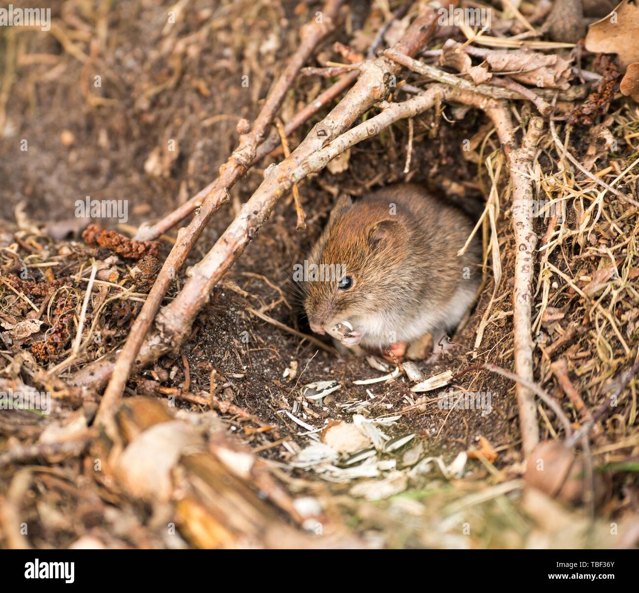 Campagnol roussâtre (Clethrionomys glareolus) est situé en face de trou de souris et grignote sur les graines de tournesol, Luneburger Heide, Basse-Saxe, Allemagne Banque D'Images