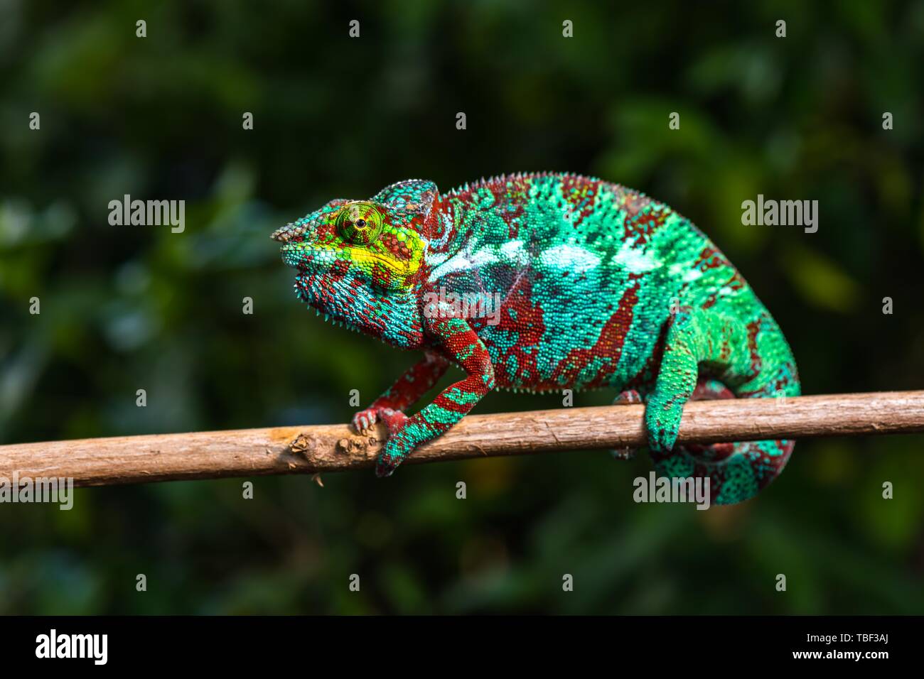 Caméléon panthère (Furcifer pardalis), homme sur branch, Nosy Faly, Madagascar Banque D'Images