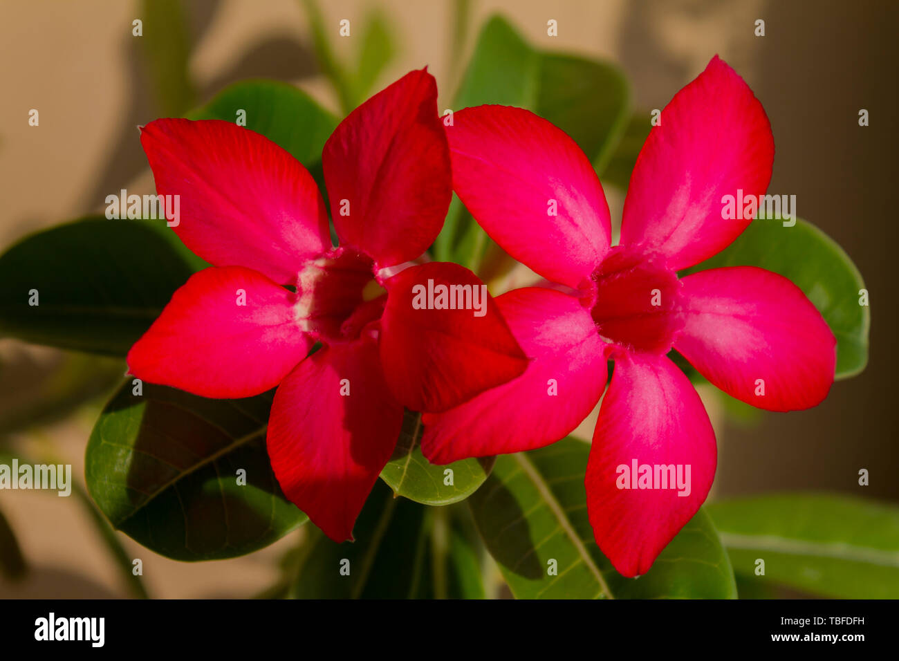 Fleur rouge d'Adenium obesum fleurit bien en vue. Close up. Banque D'Images
