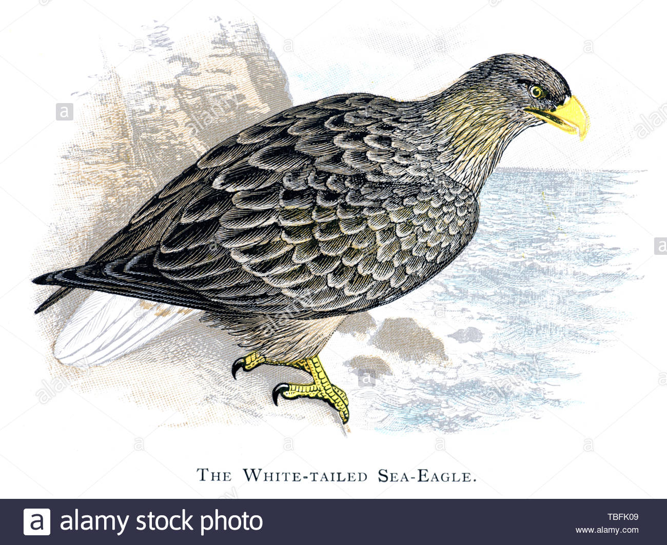 L'aigle de mer à queue blanche (Haliaeetus albicilla), publié en 1898 illustration vintage Banque D'Images