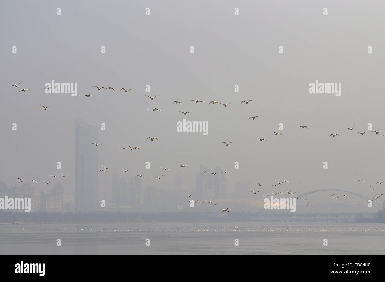 Swan Lake Scenic Area, Pingdingshan, Henan. Chaque hiver, un grand nombre de cygnes de Sibérie viennent ici pour l'hiver. Banque D'Images