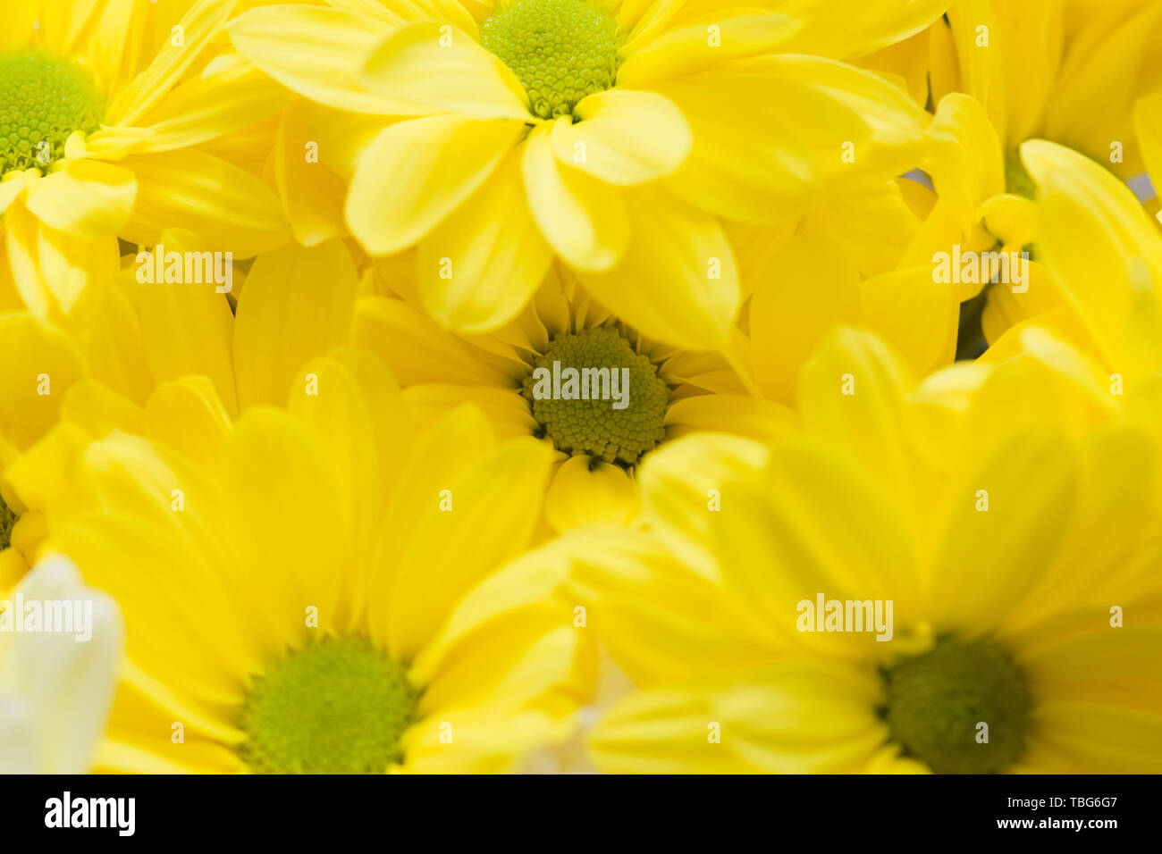 Big Spring bouquet de fleurs jaunes et blanches close up Banque D'Images