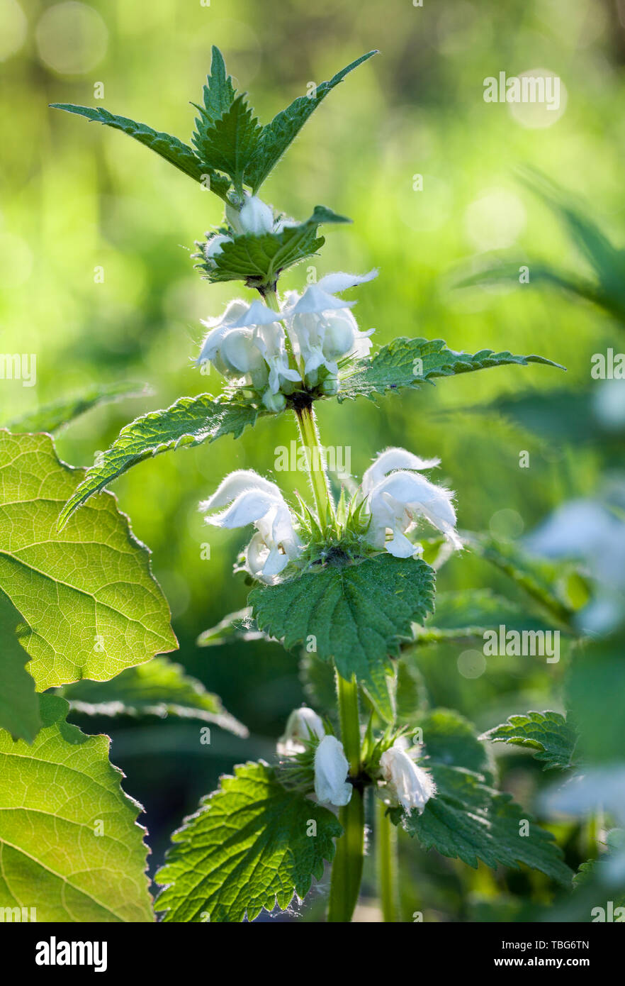 L'ortie blanche (Lamium album) Banque D'Images