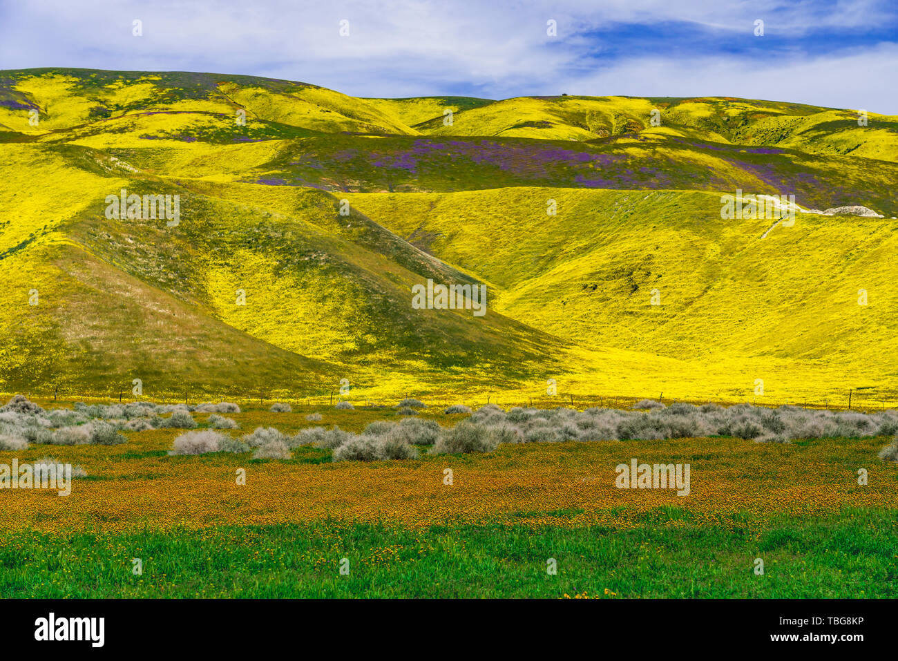 La Plaine Carizzo National Monument avec fleurs sauvages des 2019 Superbloom, Californie, USA. Banque D'Images