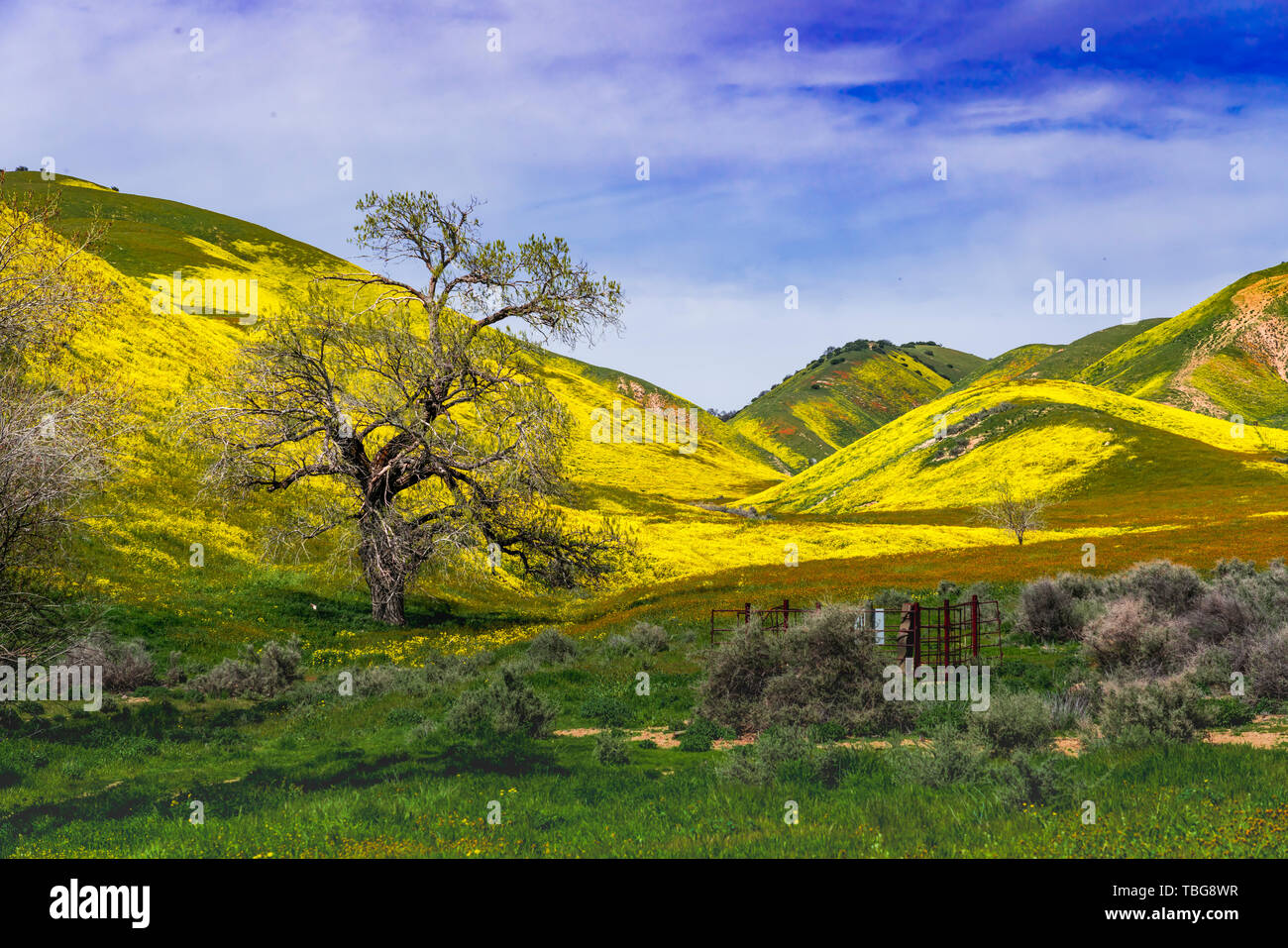 La Plaine Carizzo National Monument avec fleurs sauvages des 2019 Superbloom, Californie, USA. Banque D'Images