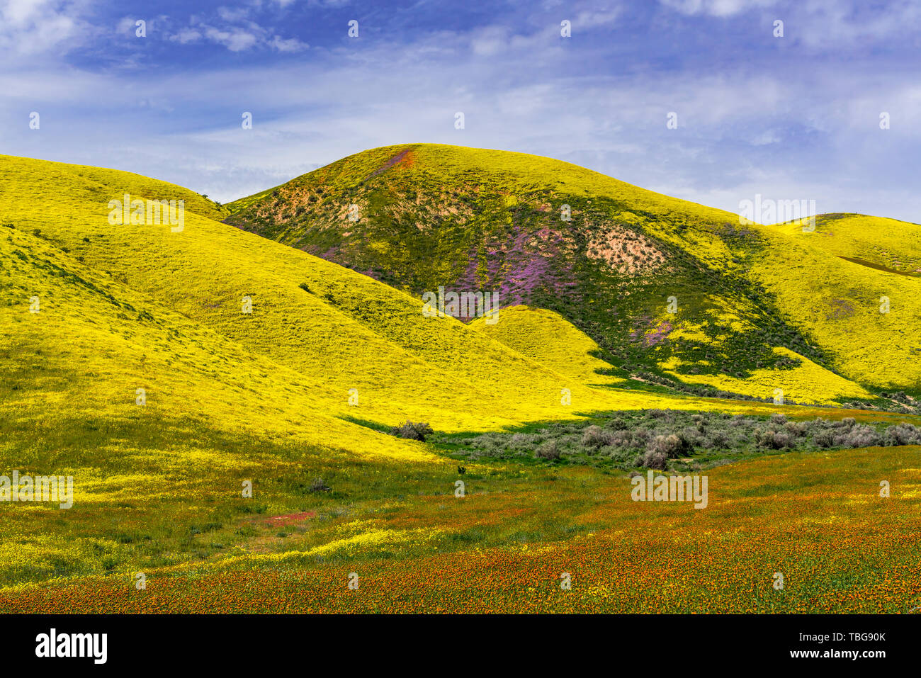 La Plaine Carizzo National Monument avec fleurs sauvages des 2019 Superbloom, Californie, USA. Banque D'Images