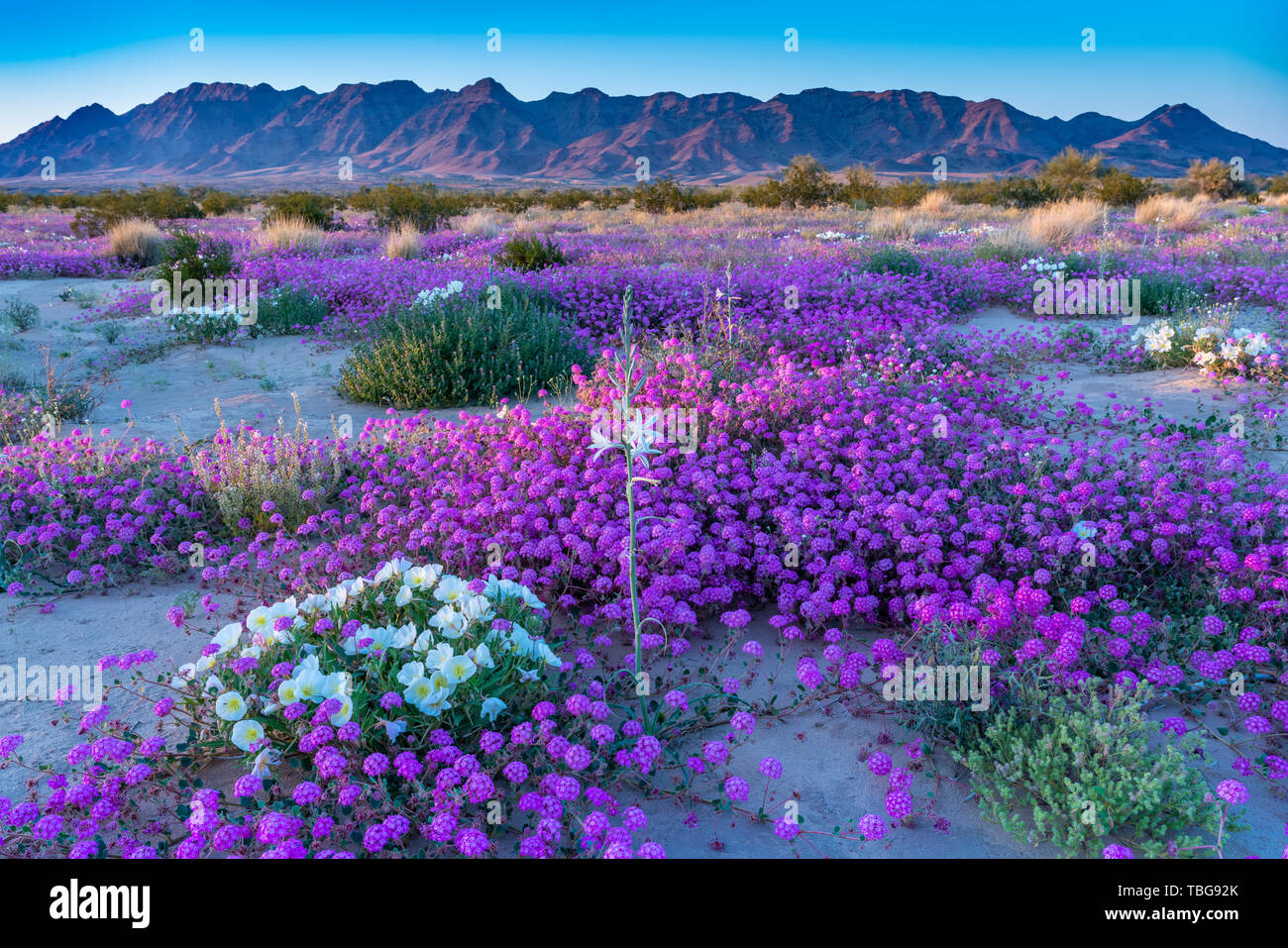 Les fleurs sauvages du désert et de l'abronie fleur d'onagre dans le désert Lily sanctuaire dans le désert 2019 Superbloom près de Desert Center, en Californie, Banque D'Images