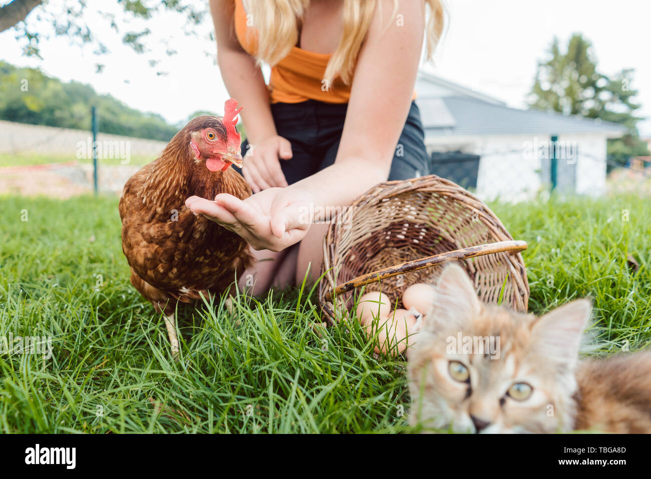 Fille avec le poulet et le chat on farm Banque D'Images