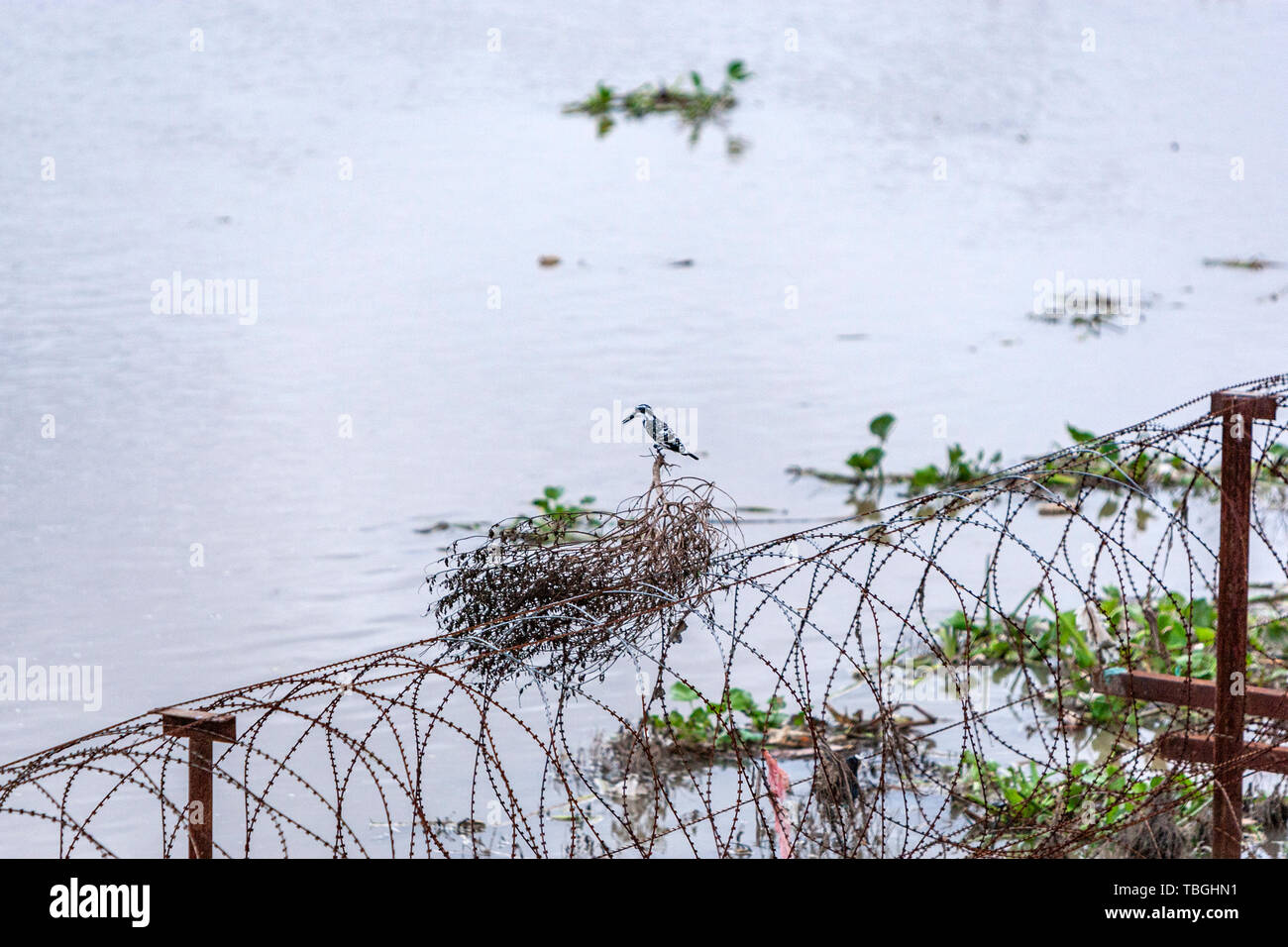 Mehtab Bagh, Taj Mahal View Point, Agra, Uttar Pradesh, Inde Banque D'Images