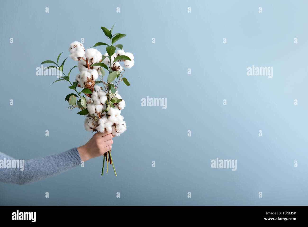 Femme hand holding composition florale avec fleurs de coton sur fond gris Banque D'Images