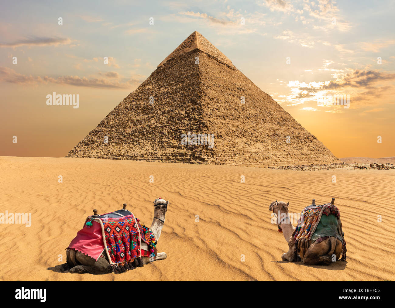 Deux chameaux près de la pyramide de Khéphren, en Égypte. Banque D'Images