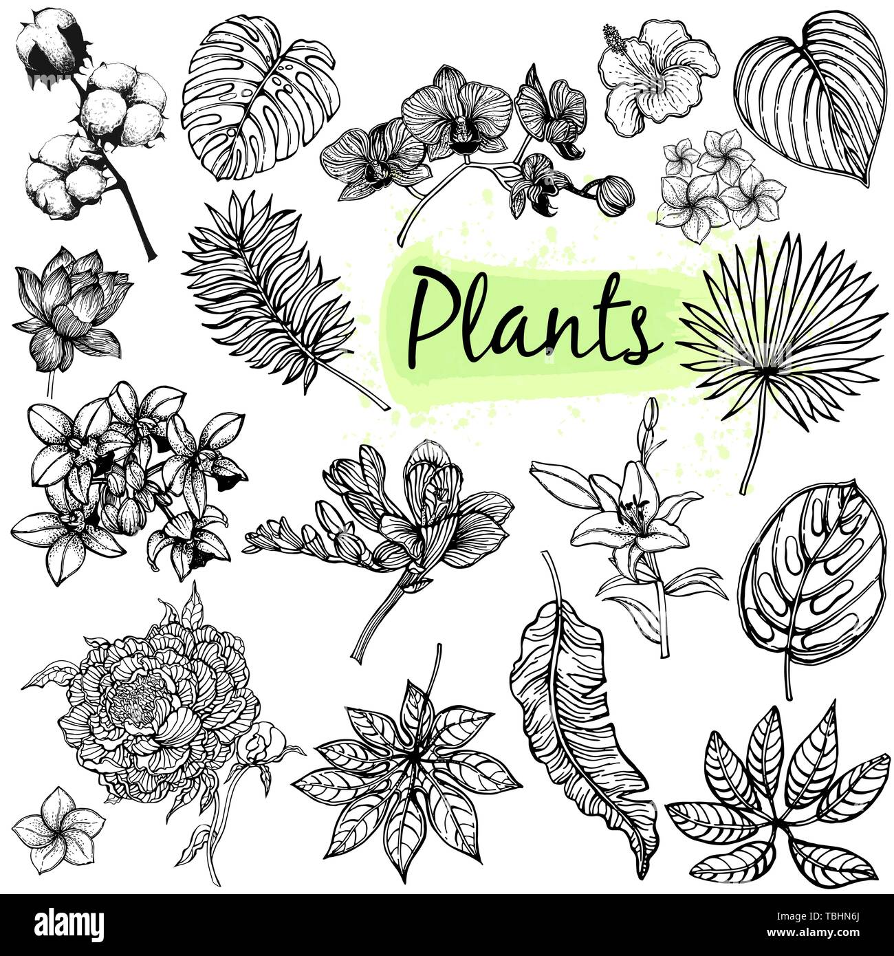 Grand ensemble de main style croquis plantes tropicales isolé sur fond blanc. Vector illustration. Illustration de Vecteur