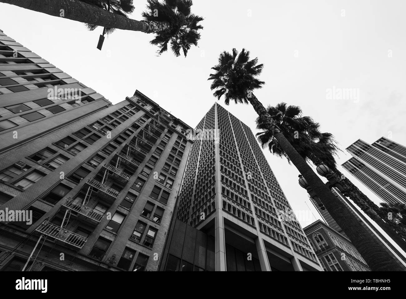 Palmiers et bâtiments historiques dans le centre-ville de Los Angeles. Le sud de la Californie, USA Banque D'Images