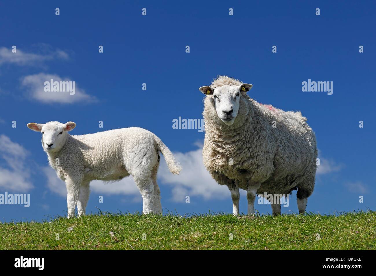 Le mouton domestique (Ovis gmelini bélier) avec de l'agneau sur la digue la mer du Nord, la péninsule Eiderstedt, Schleswig-Holstein, Allemagne Banque D'Images Le mouton domestique (Ovis gmelini bélier) avec de l'agneau sur la digue la mer du Nord, la péninsule Eiderstedt, Schleswig-Holstein, Allemagne Banque D'Images
