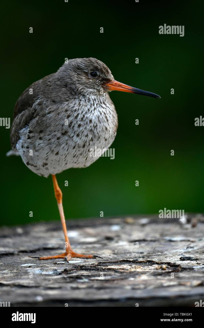 Chevalier gambette (Tringa totanus), debout sur une jambe, captive, Allemagne Banque D'Images