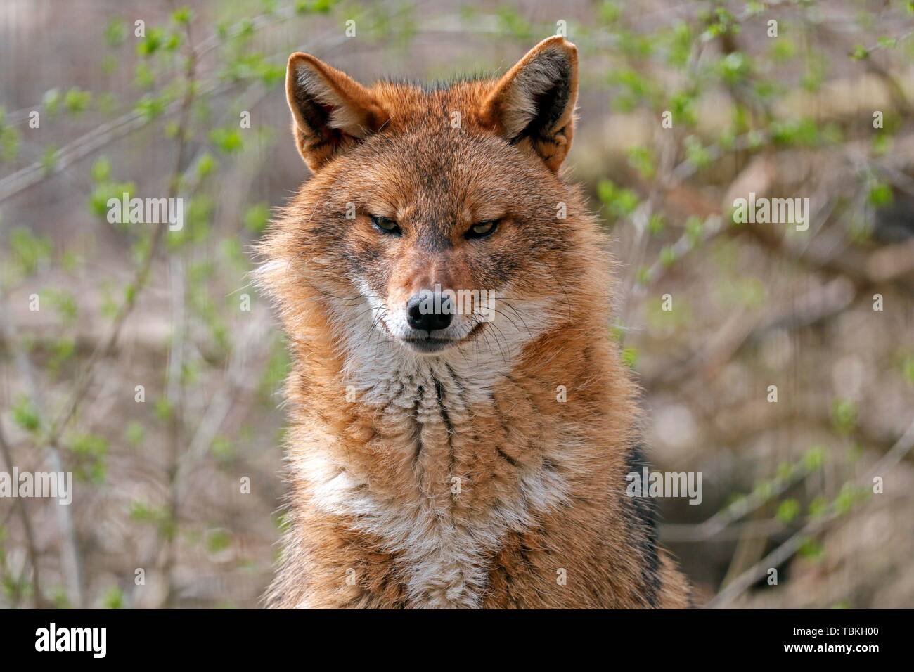 Le chacal doré (Canis aureus), animal portrait, Autriche Banque D'Images