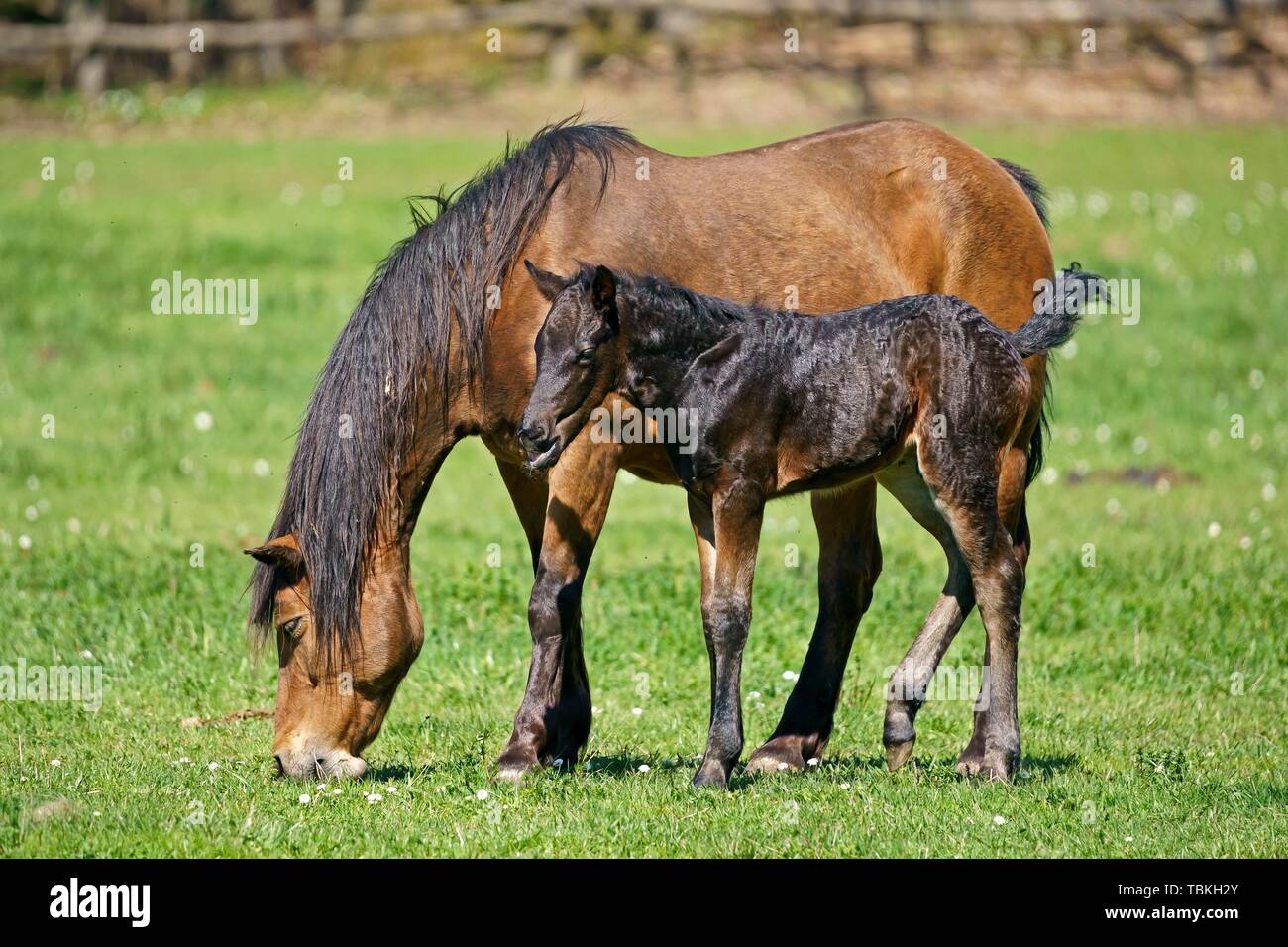 Les chevaux domestiques, mare avec poulain broute sur le pâturage, Allemagne Banque D'Images