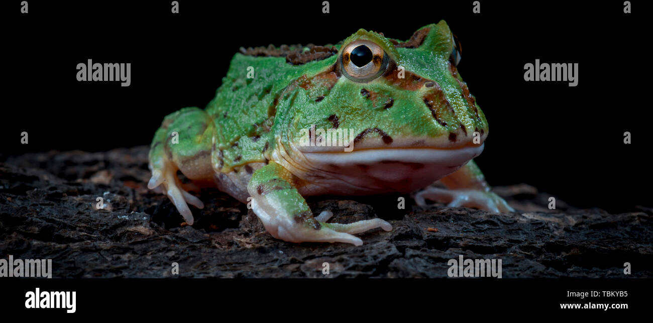 grenouille verte Banque D'Images