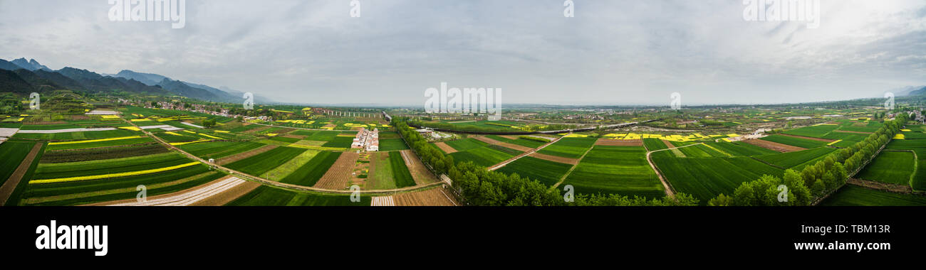 Champ de colza pousse aérienne Banque D'Images