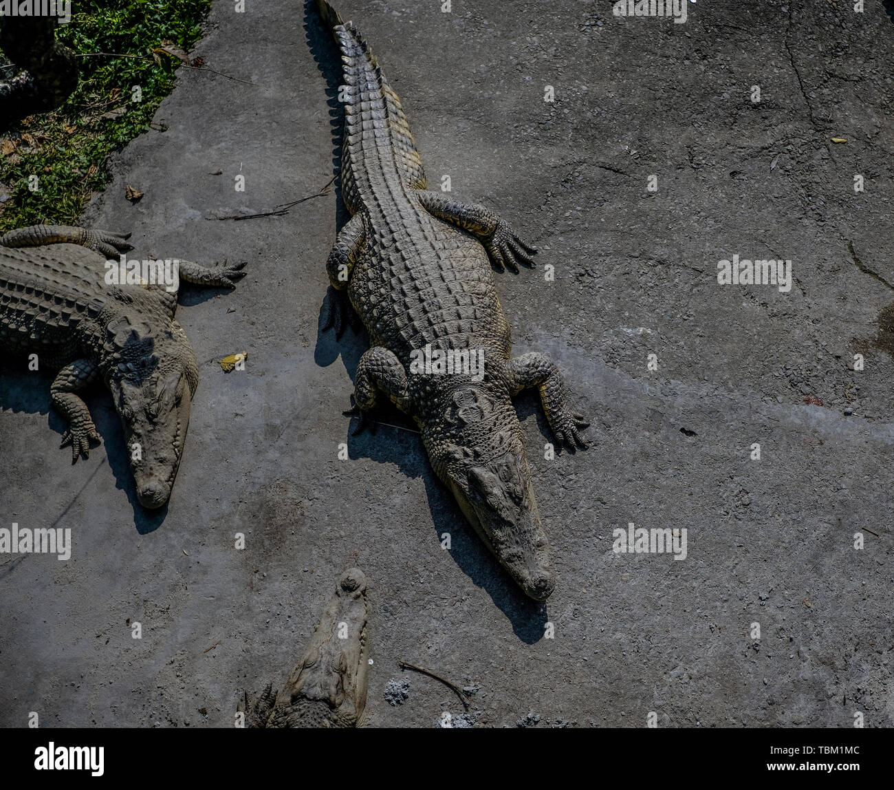 Alligator Banque D'Images