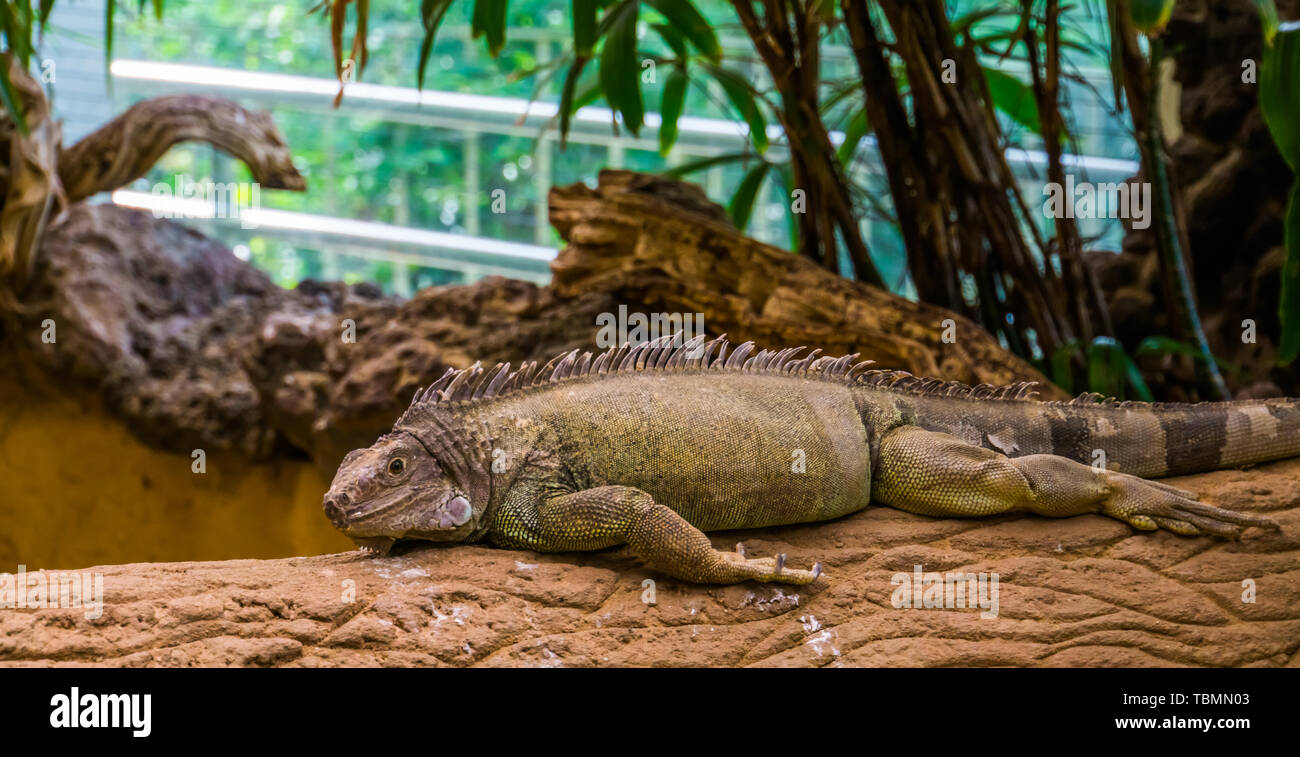 American green iguana détente sur une branche d'arbre, espèce de lézard tropical d'Amérique Banque D'Images